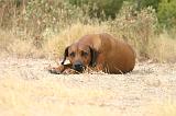 RODESIAN RIDGEBACK 261